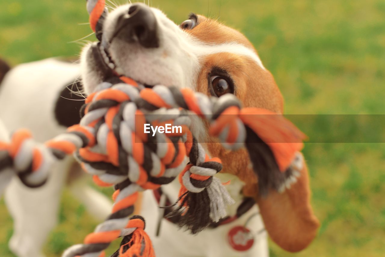A beagle dog pulls a rope and plays tug-of-war with his master. a dog plays tug of war with a rope