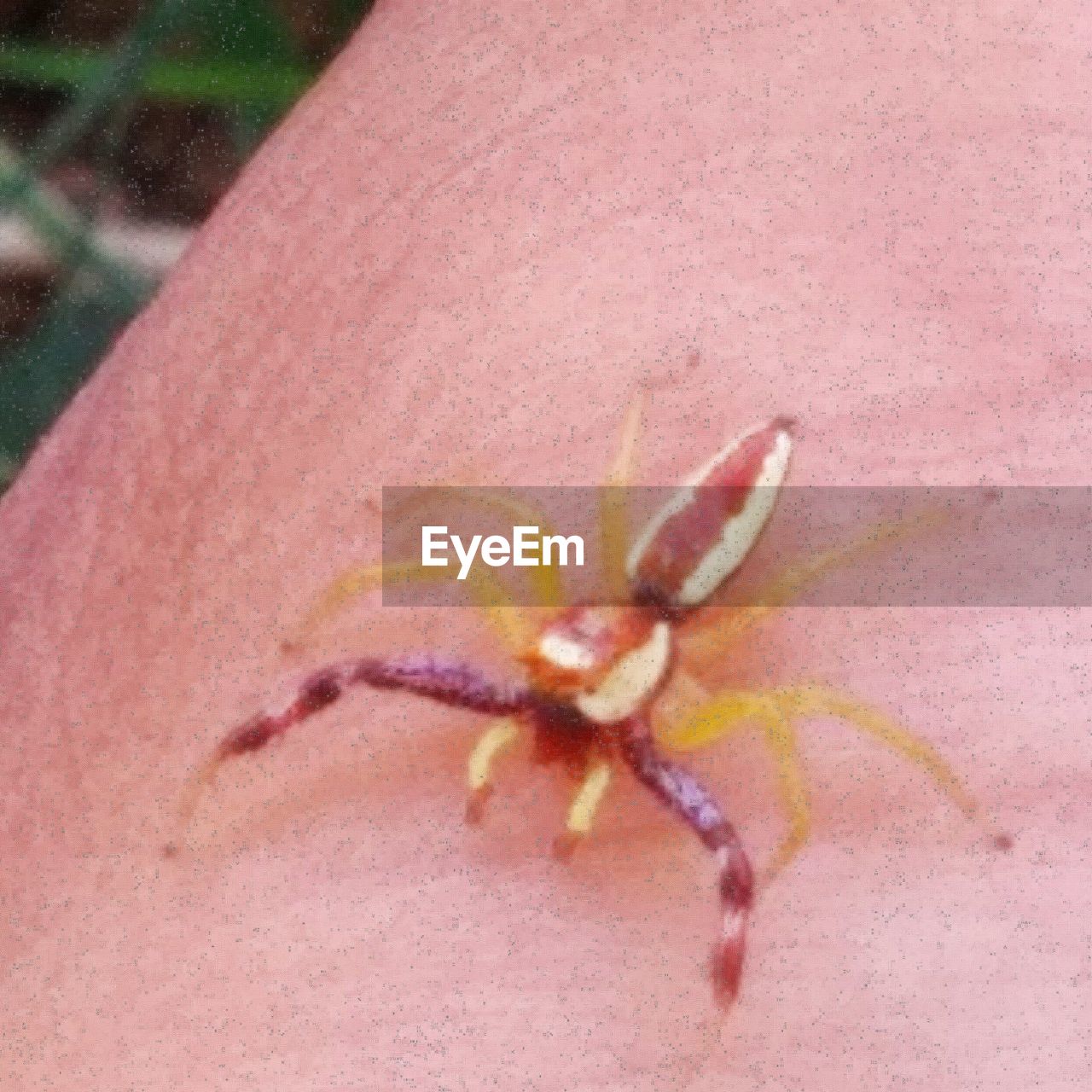 CLOSE-UP OF SPIDER ON LEAF