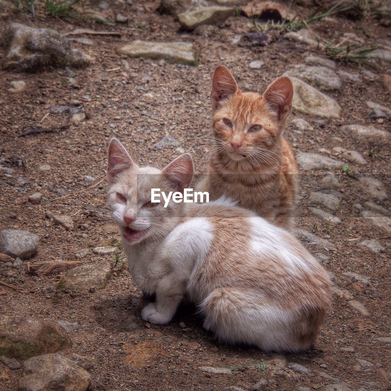 View of kittens