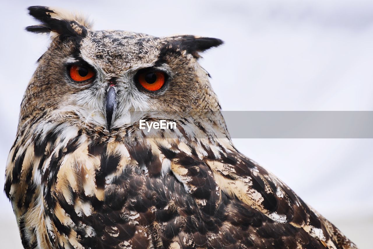 Close-up portrait of eagle owl against sky