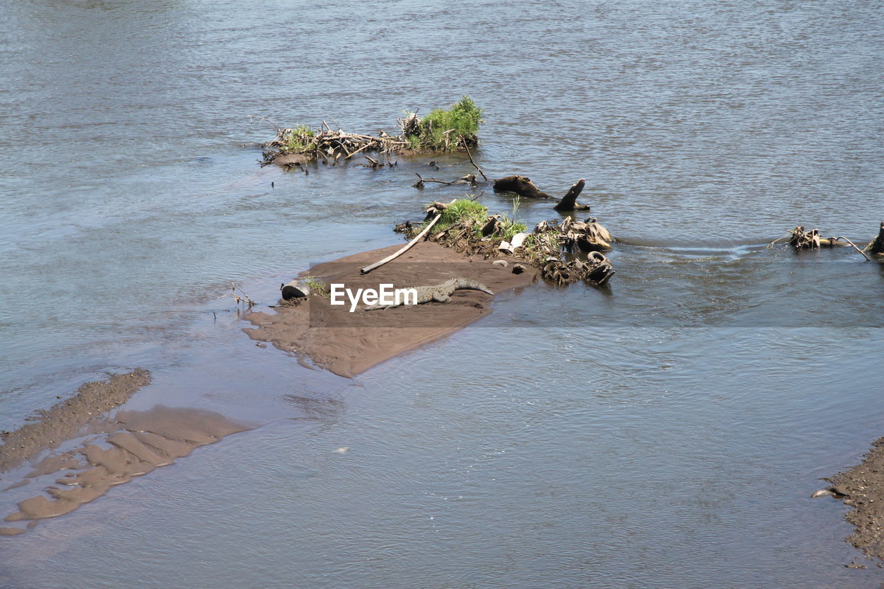 High angle view of crocodile on rock amidst sea