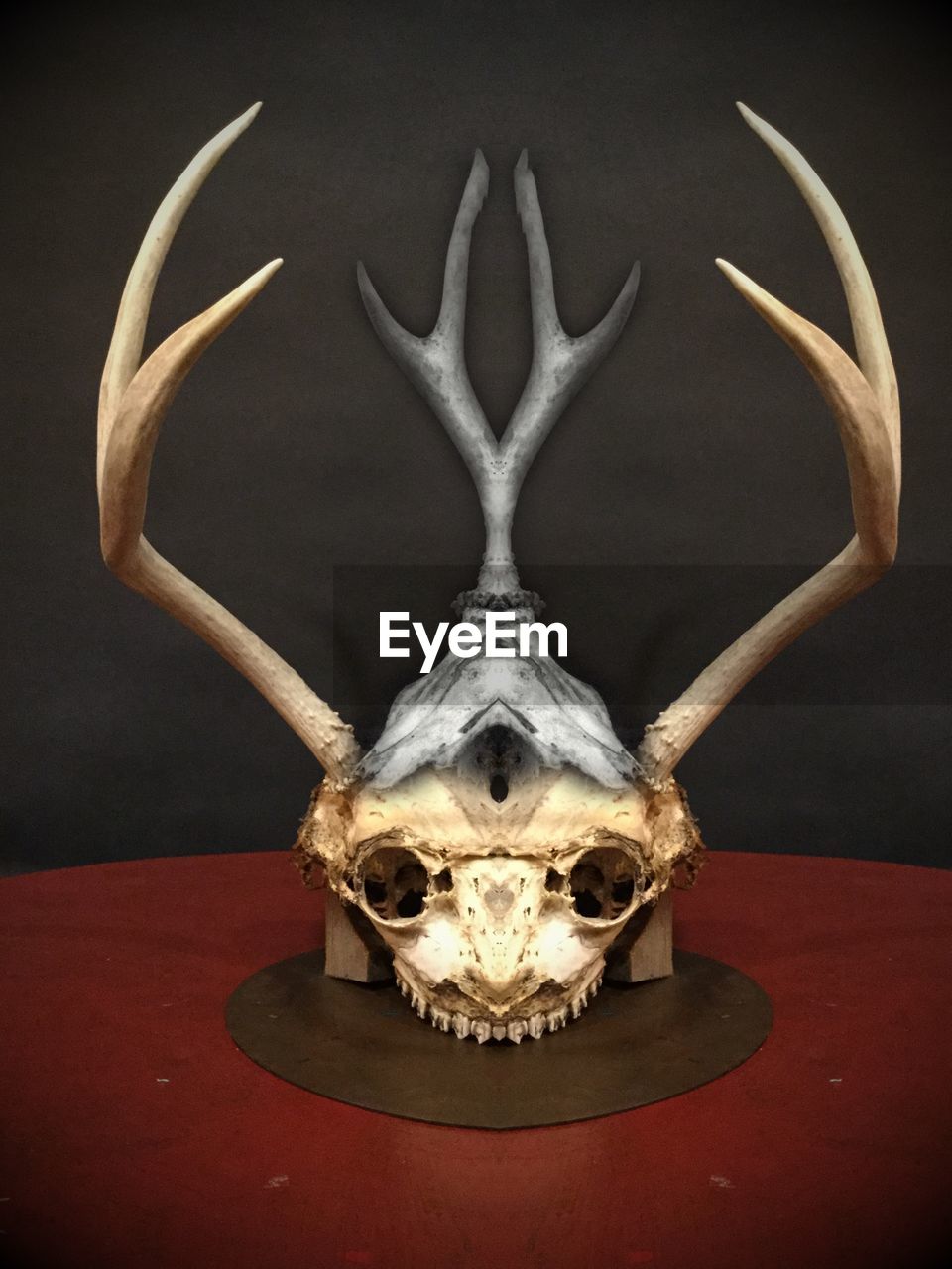 CLOSE-UP OF ANIMAL SKULL ON TABLE AGAINST GRAY BACKGROUND