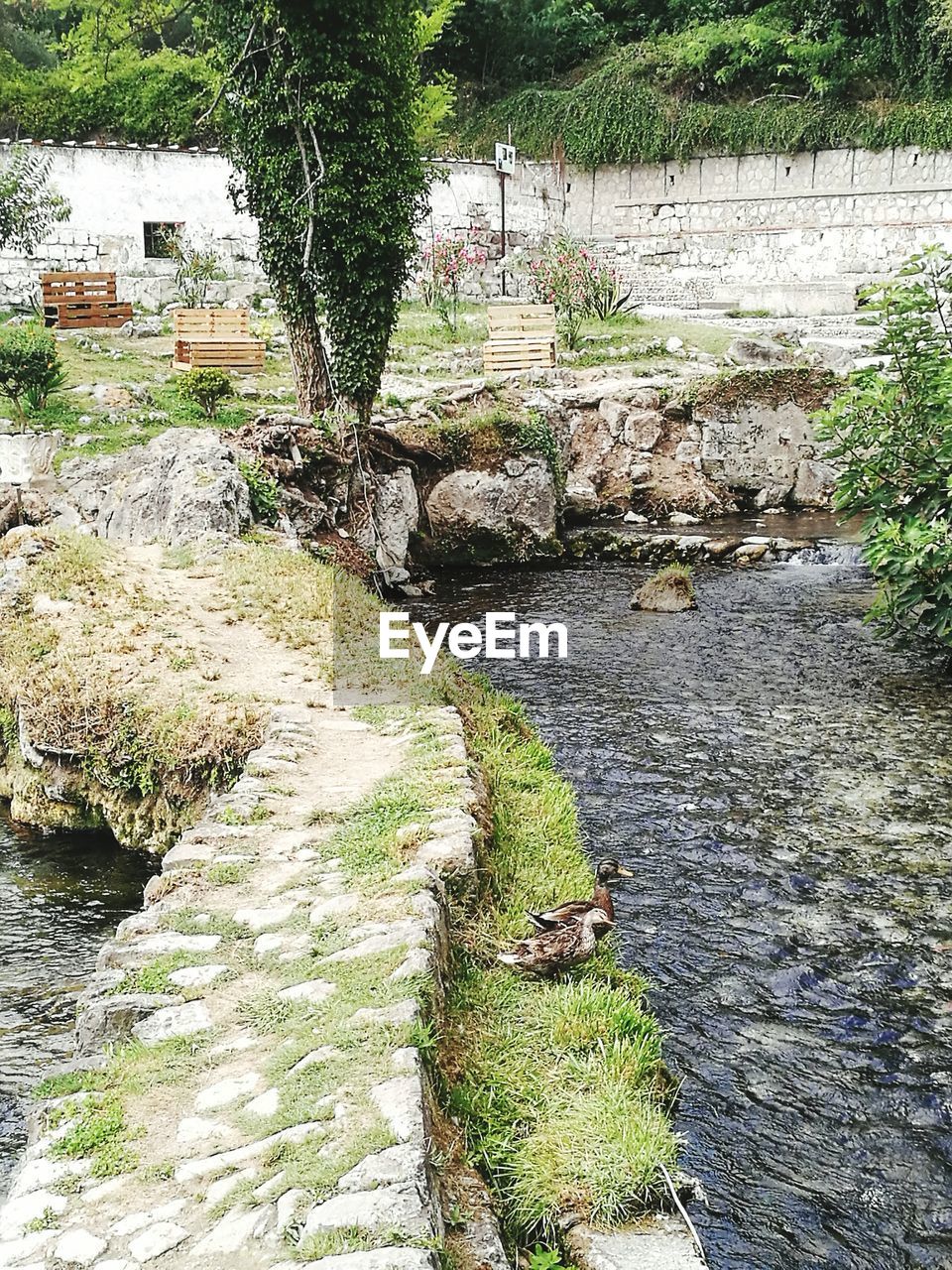 PLANTS GROWING ON RIVERBANK