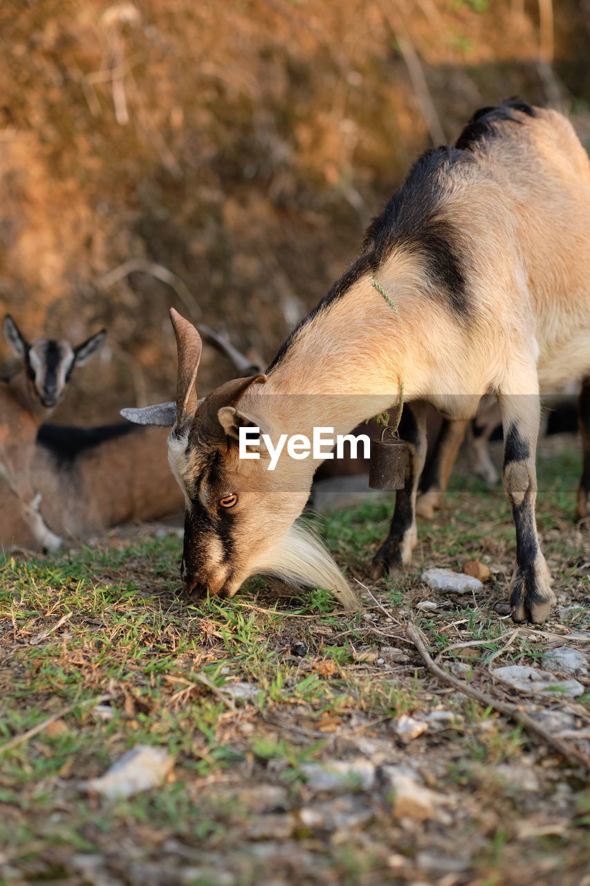 Vietnamese goats are eating grass in nature