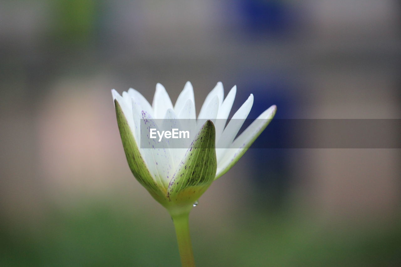 Close-up of raindrops on purple flower