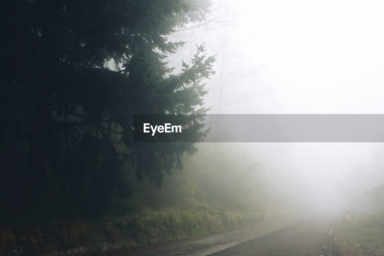 TREES IN FOG