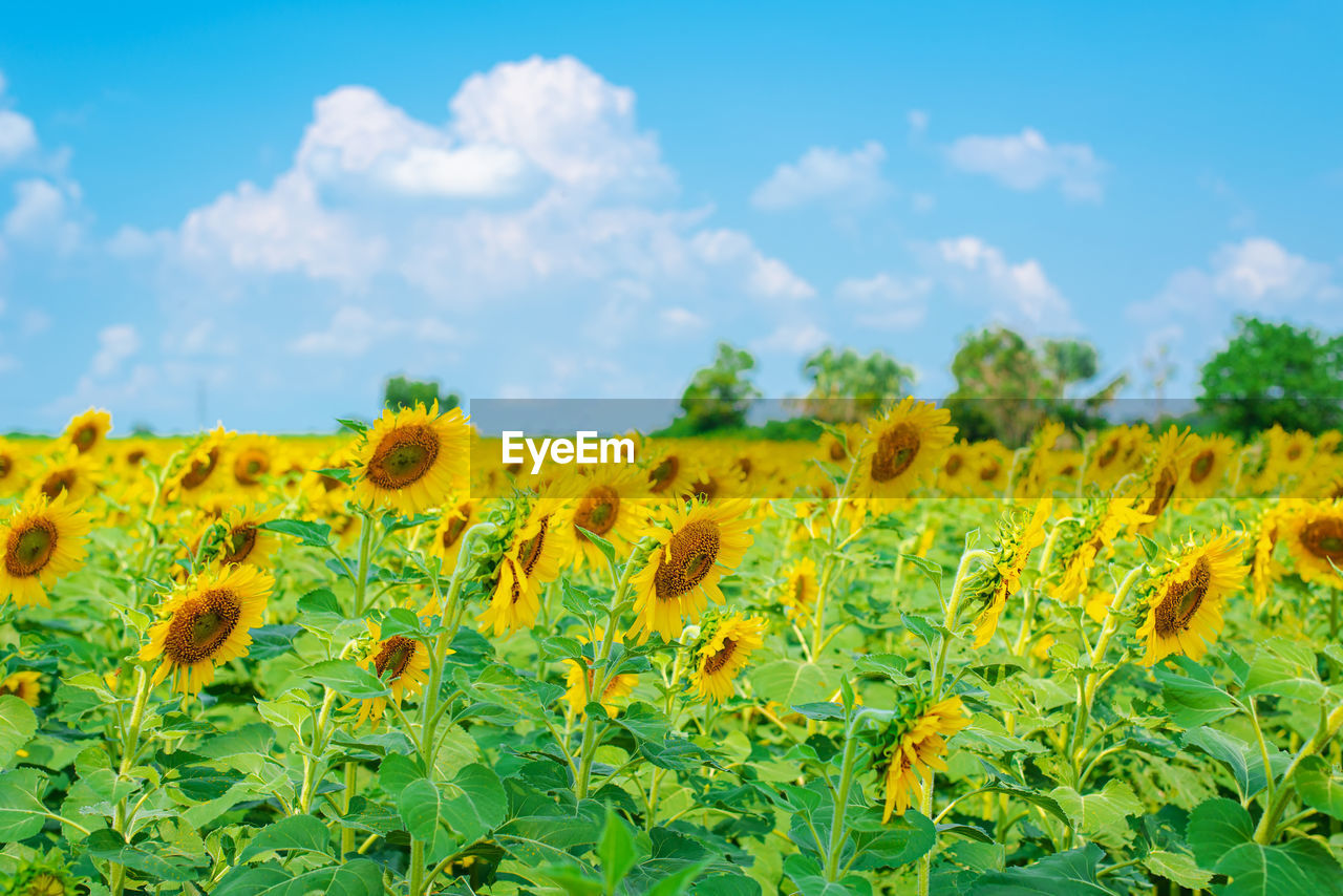 plant, sky, landscape, sunflower, flower, cloud, land, flowering plant, yellow, rural scene, field, beauty in nature, environment, nature, agriculture, freshness, growth, crop, scenics - nature, vibrant color, farm, blue, summer, flower head, no people, springtime, prairie, green, tranquility, plant part, food, leaf, horizon over land, grassland, outdoors, abundance, meadow, non-urban scene, plain, day, inflorescence, sunlight, blossom, idyllic, horizon, food and drink, tranquil scene, landscaped, environmental conservation, petal, grass, fragility, wildflower, multi colored, urban skyline, travel, tree, travel destinations, backgrounds, cereal plant, botany