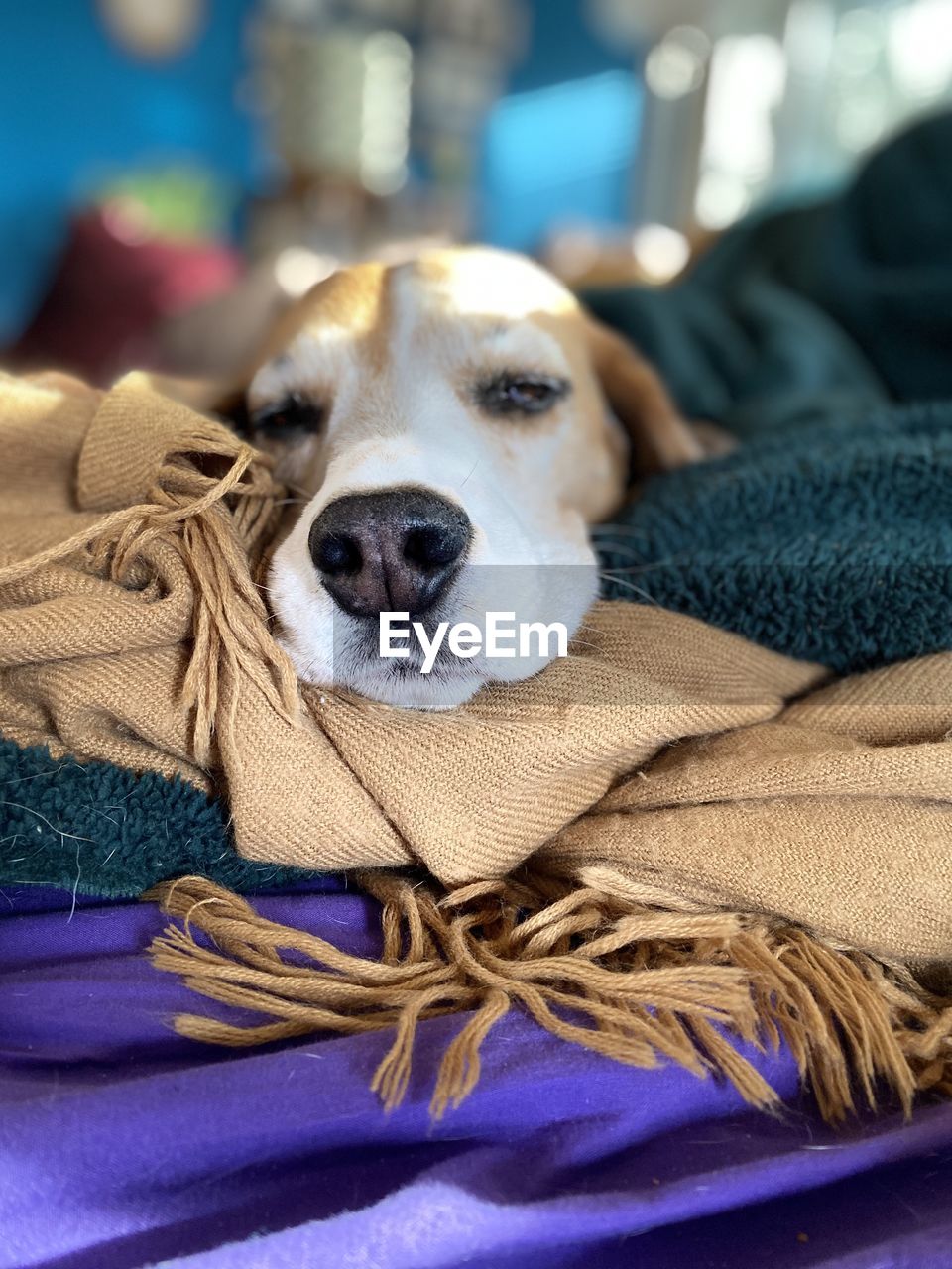 Close-up portrait of a dog