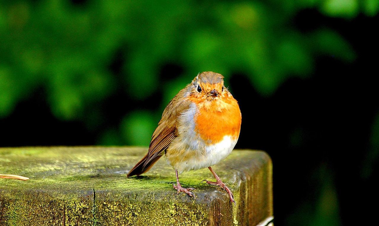 CLOSE-UP OF BIRD PERCHING ON LEAF OUTDOORS