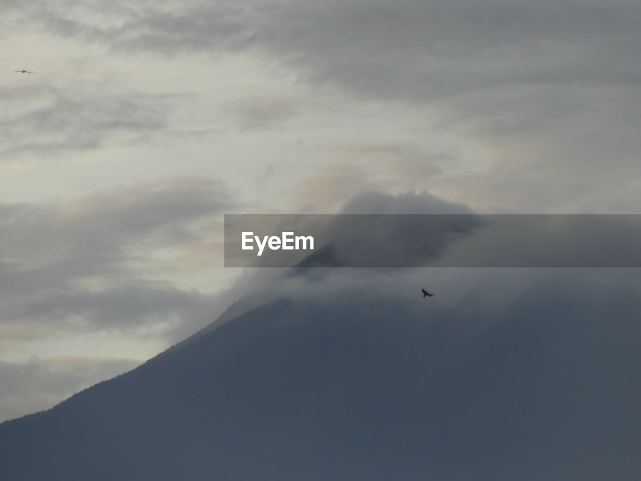 LOW ANGLE VIEW OF BIRDS FLYING IN SKY