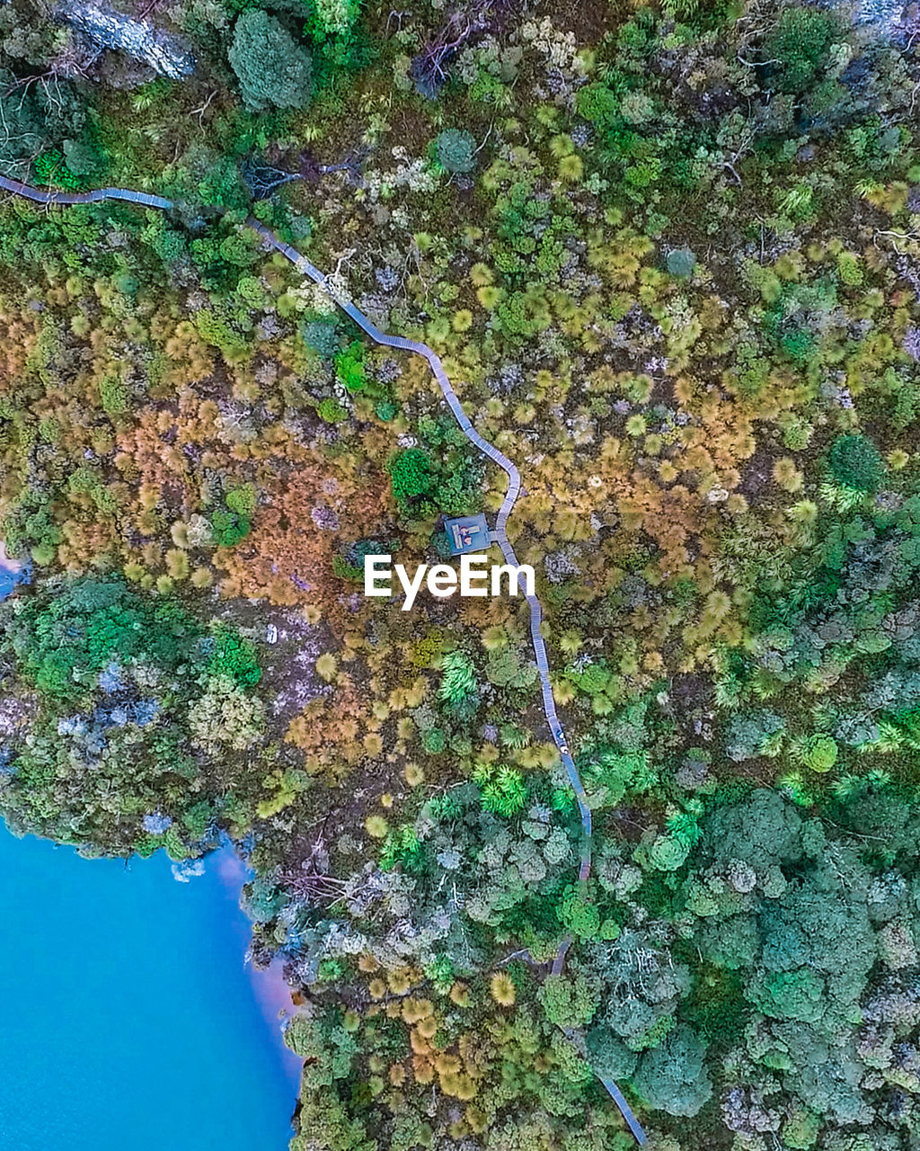 Aerial view of forest