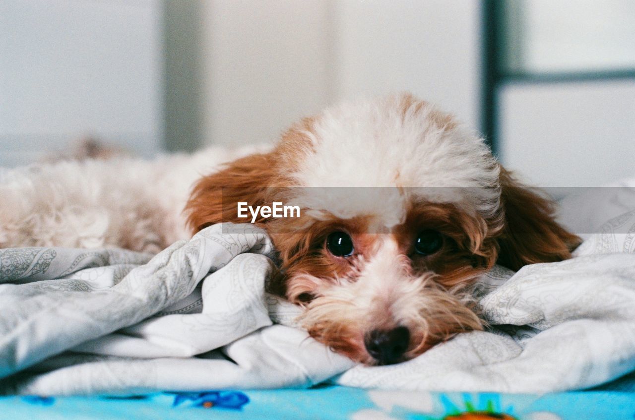 PORTRAIT OF DOG LYING DOWN ON BED AT HOME