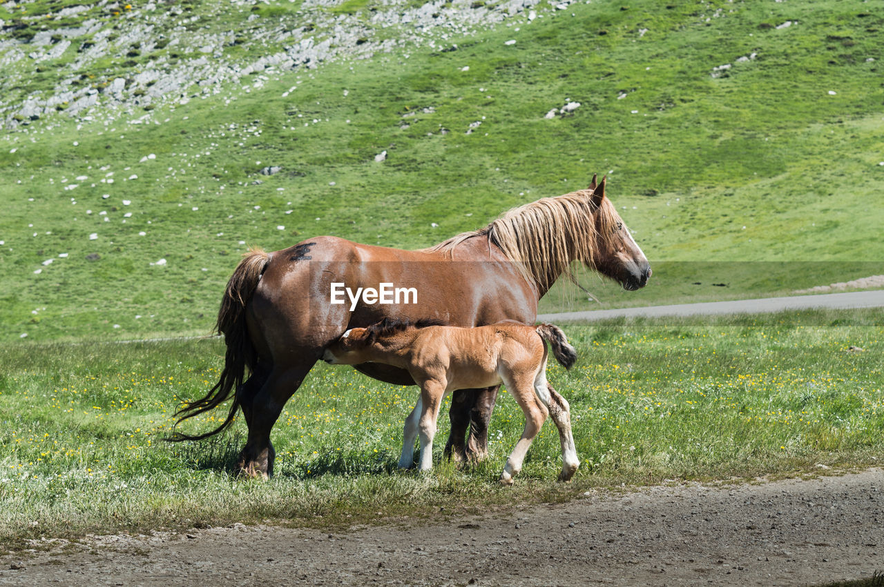 HORSE IN A FIELD