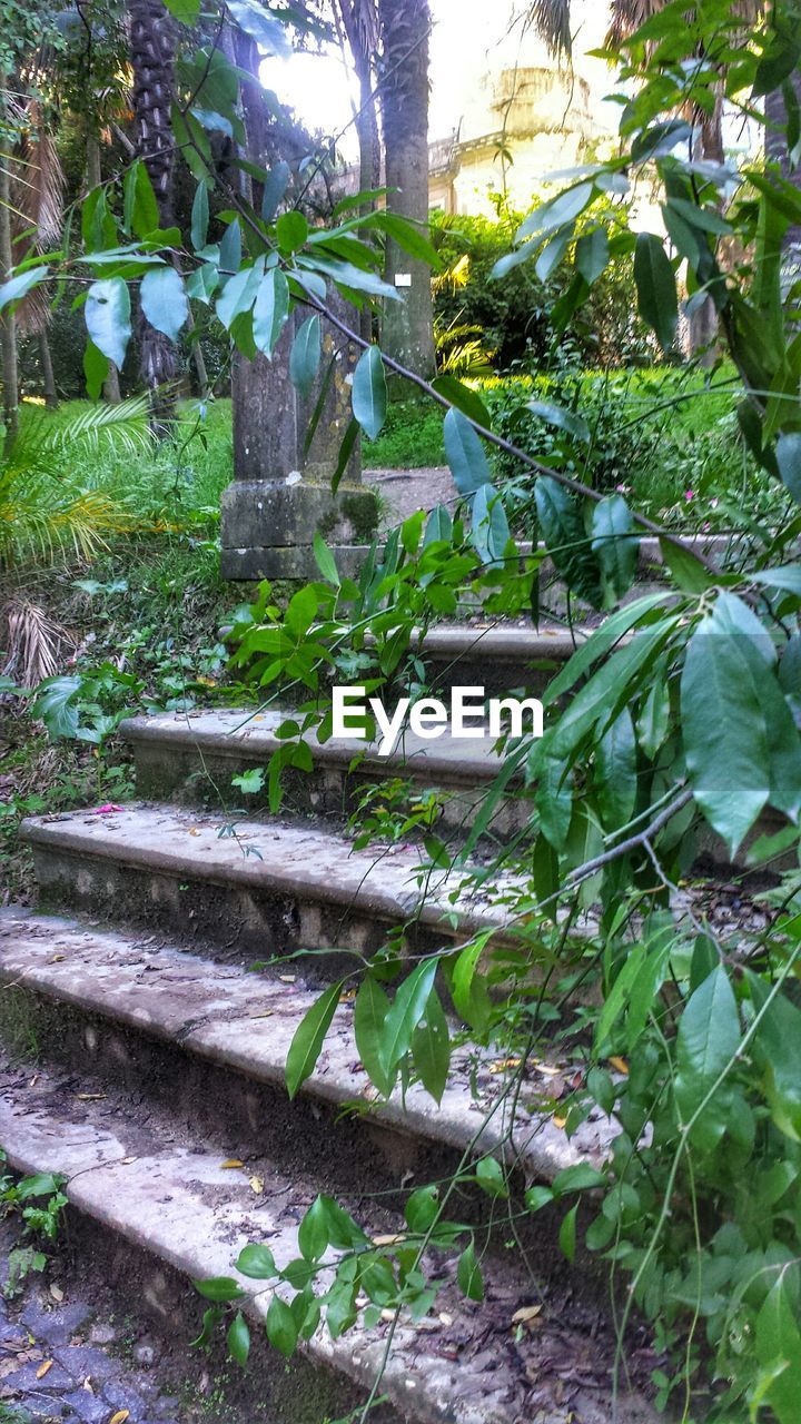 PLANTS GROWING ON TREE TRUNK