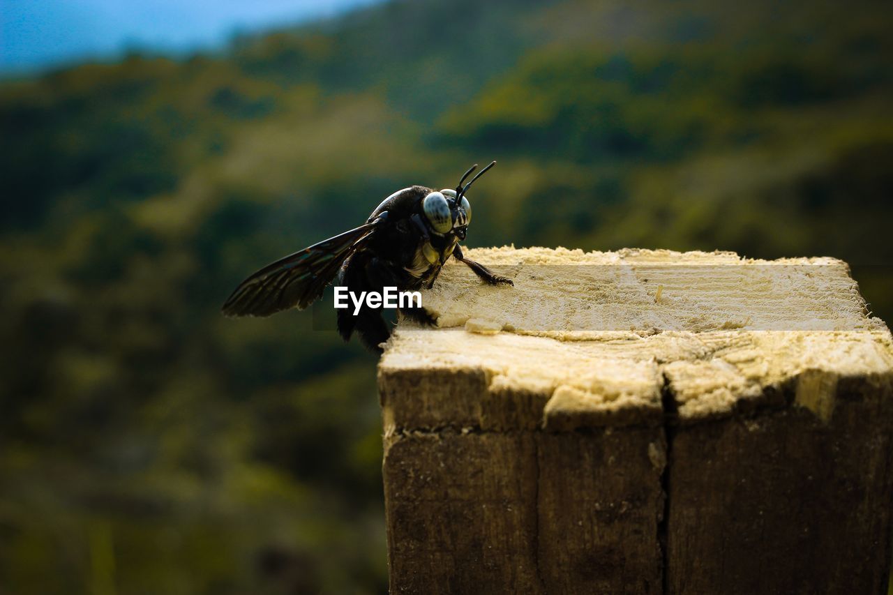 CLOSE-UP OF BIRD FLYING OVER WOODEN POST