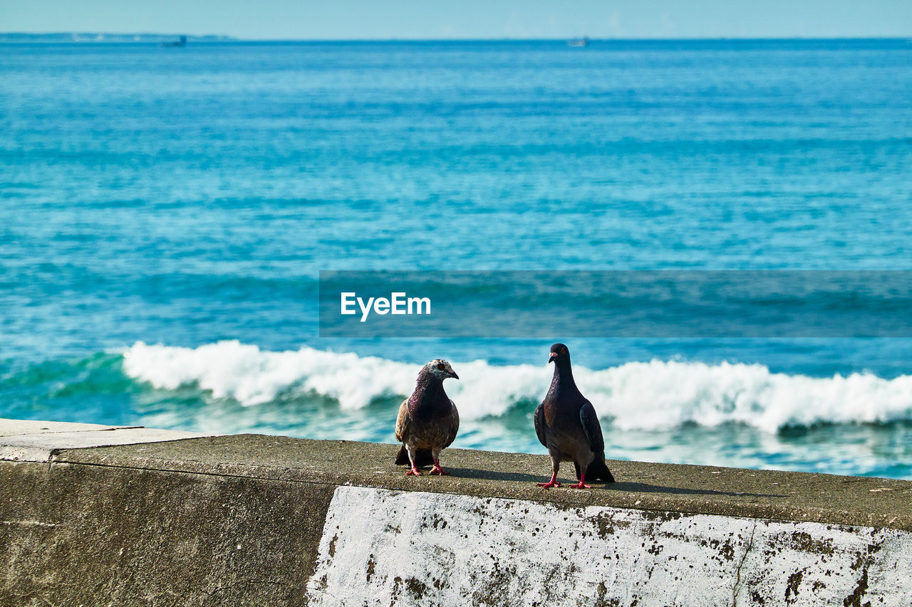 SEAGULLS PERCHING ON A BEACH