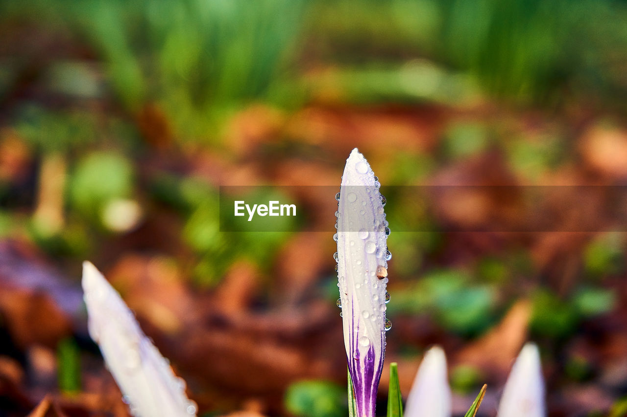 Close-up of purple crocus flower on field