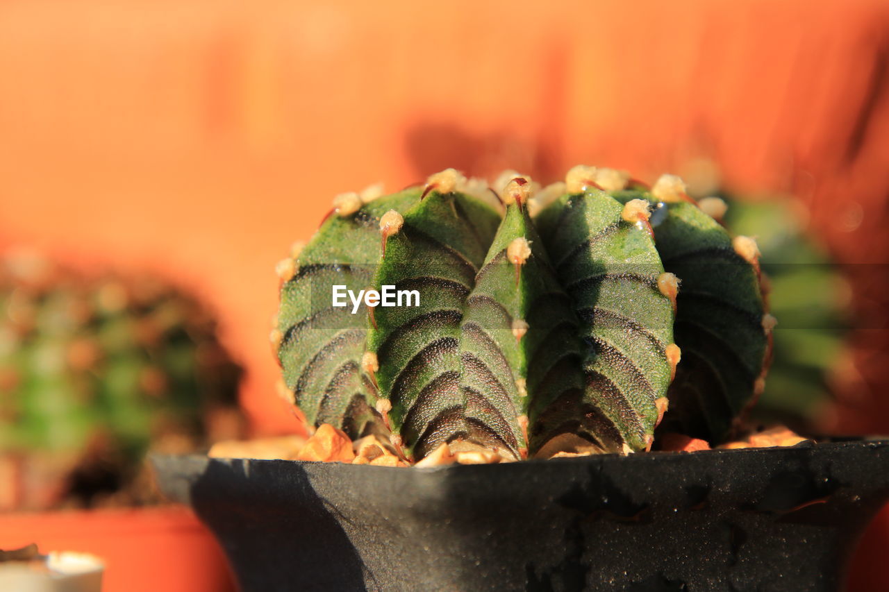 Close-up of succulent plant