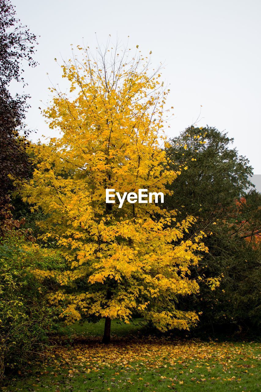 Yellow trees against sky during autumn