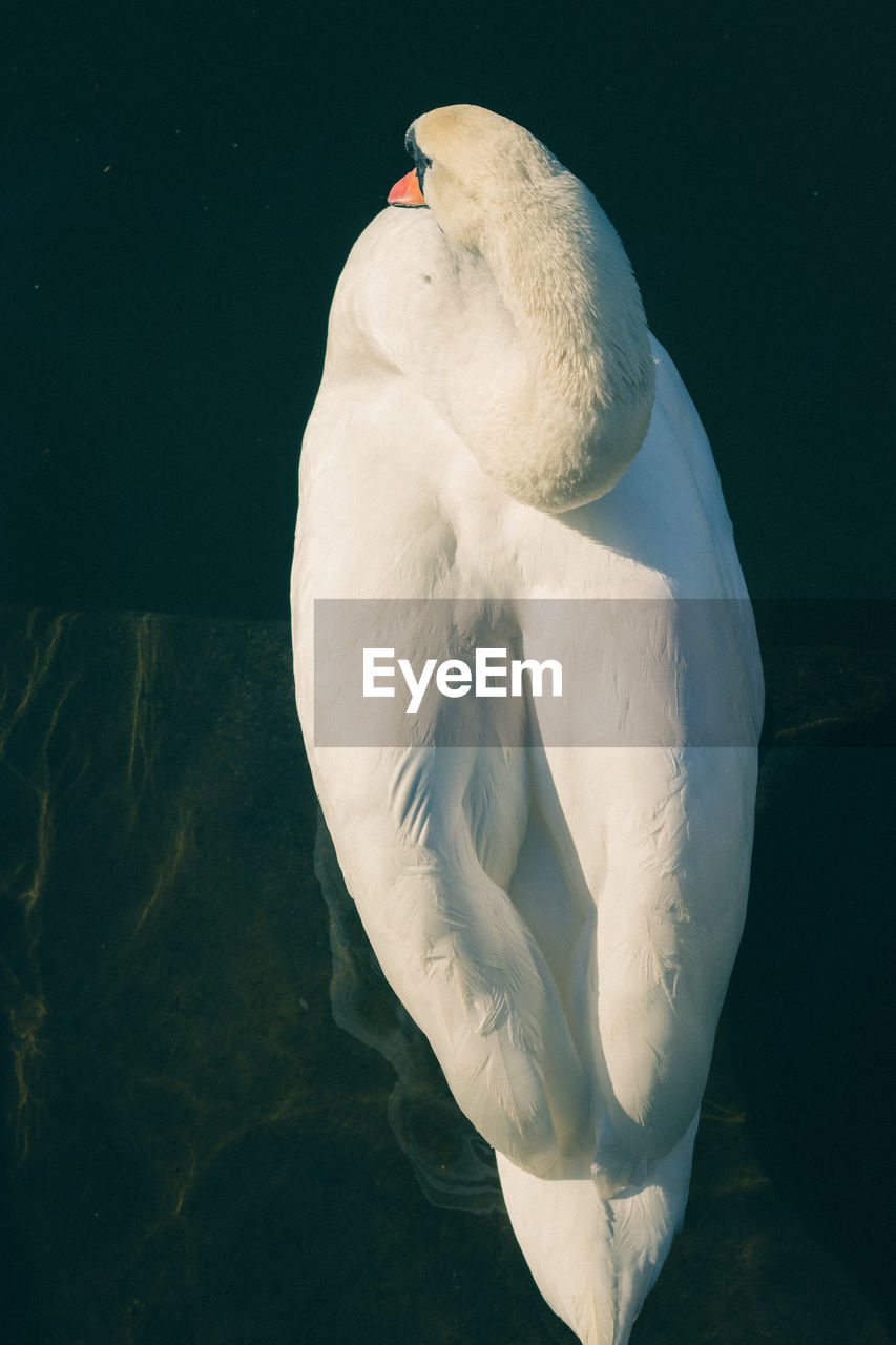 Swan swimming in a lake