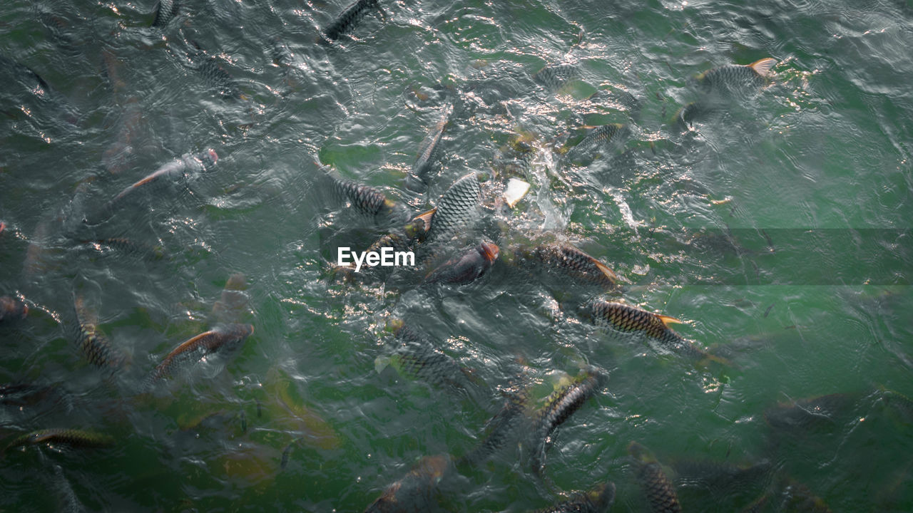 HIGH ANGLE VIEW OF FISH IN SEA