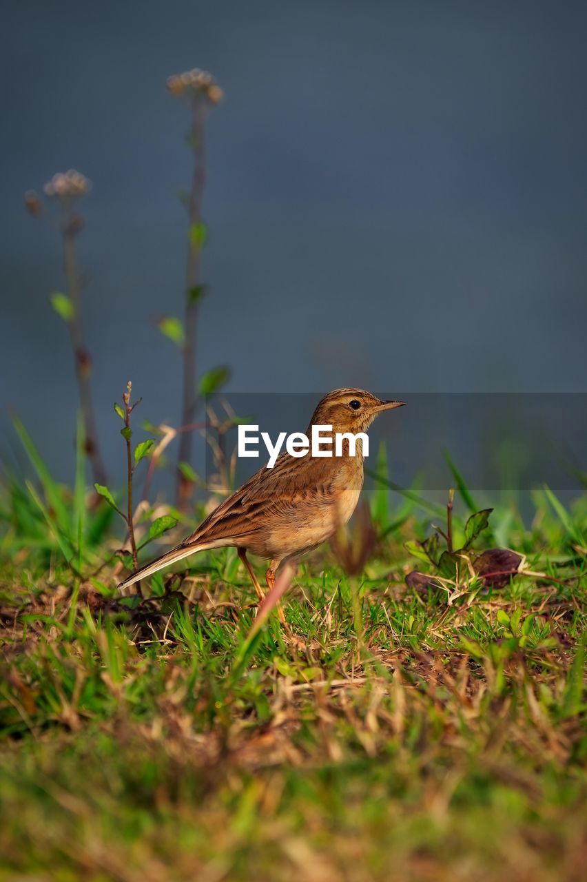 Close-up of bird perching on field