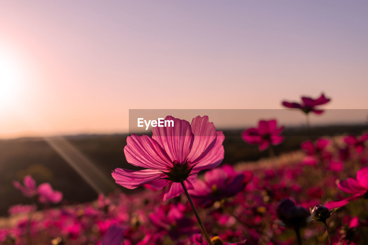 flower, flowering plant, plant, beauty in nature, freshness, pink, nature, sky, sunset, garden cosmos, petal, flower head, inflorescence, landscape, close-up, fragility, cosmos, no people, macro photography, focus on foreground, blossom, magenta, environment, growth, purple, field, outdoors, sunlight, scenics - nature, summer, springtime, land, tranquility, copy space, multi colored, vibrant color, red, selective focus, cosmos flower, sun, idyllic, clear sky, tranquil scene, botany, dusk