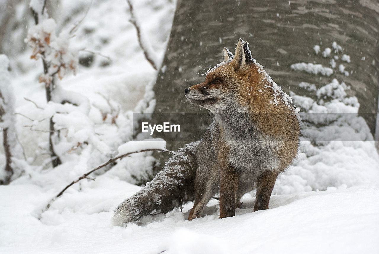 Close-up of fox on snow field during winter