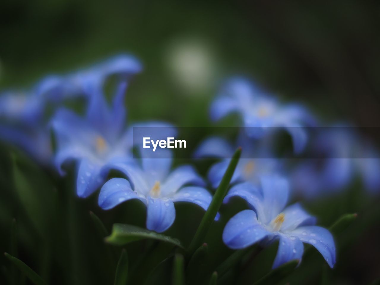 Close-up of purple flowers