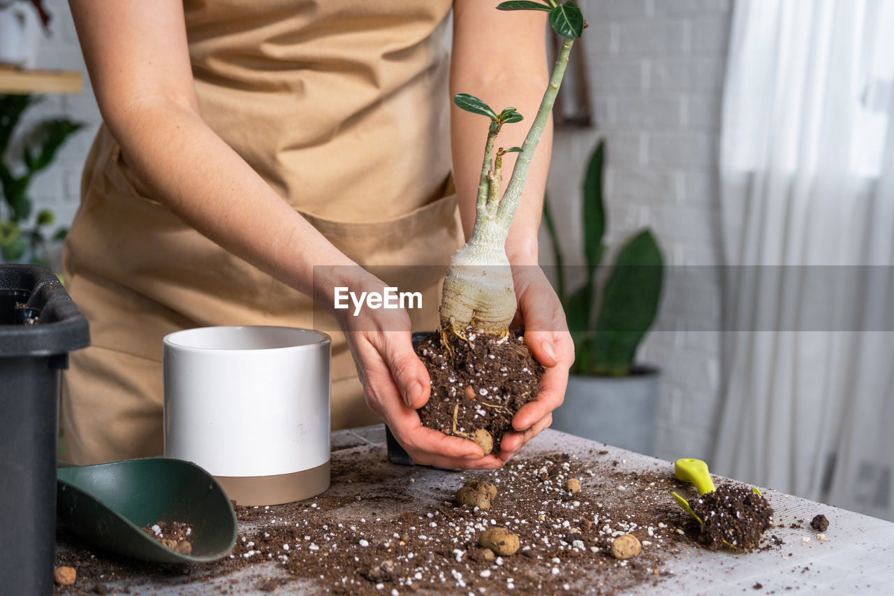 midsection of woman holding potted plant