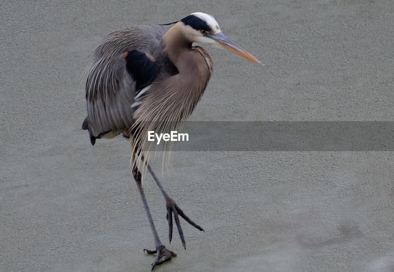 HIGH ANGLE VIEW OF GRAY HERON PERCHING OUTDOORS