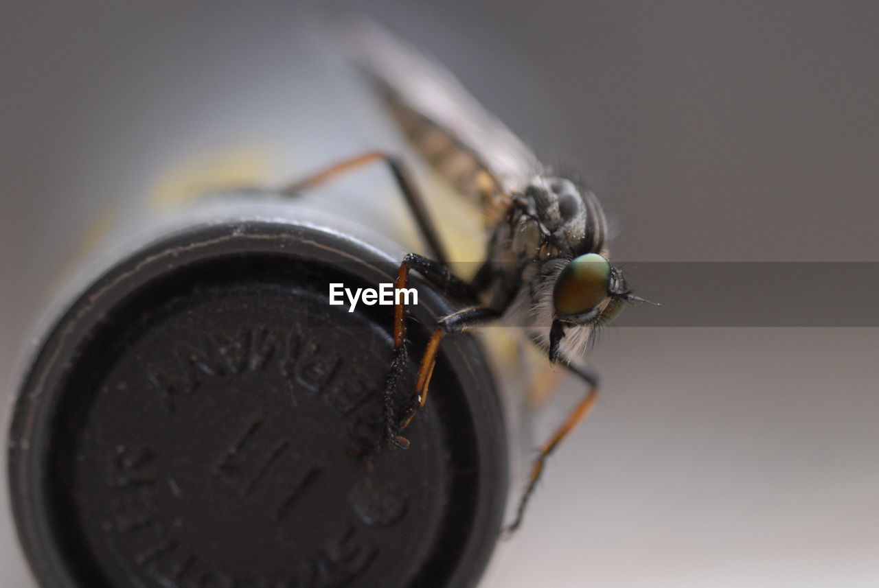 Close-up of hoverfly on bottle