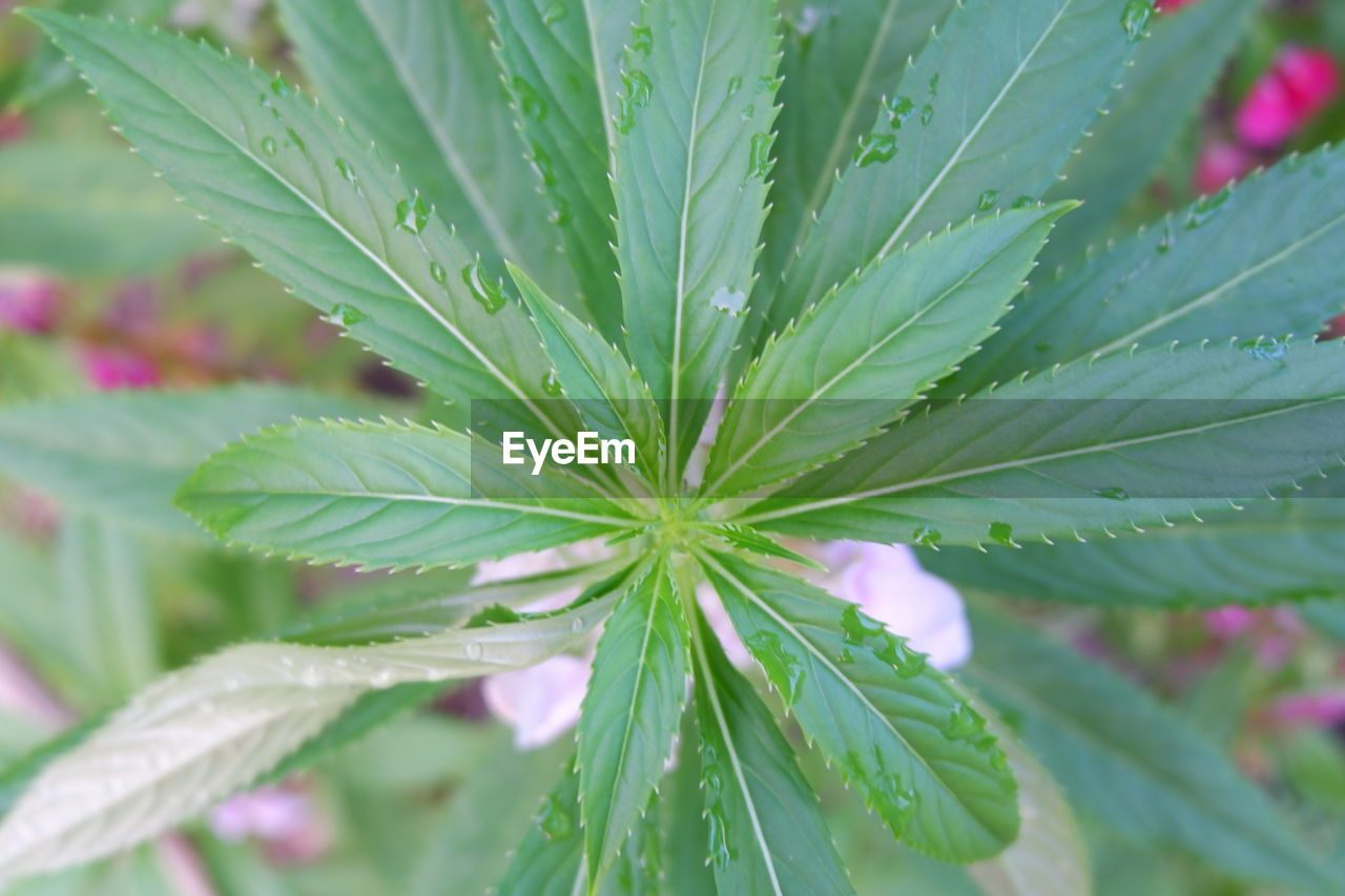 CLOSE-UP OF WET PLANT