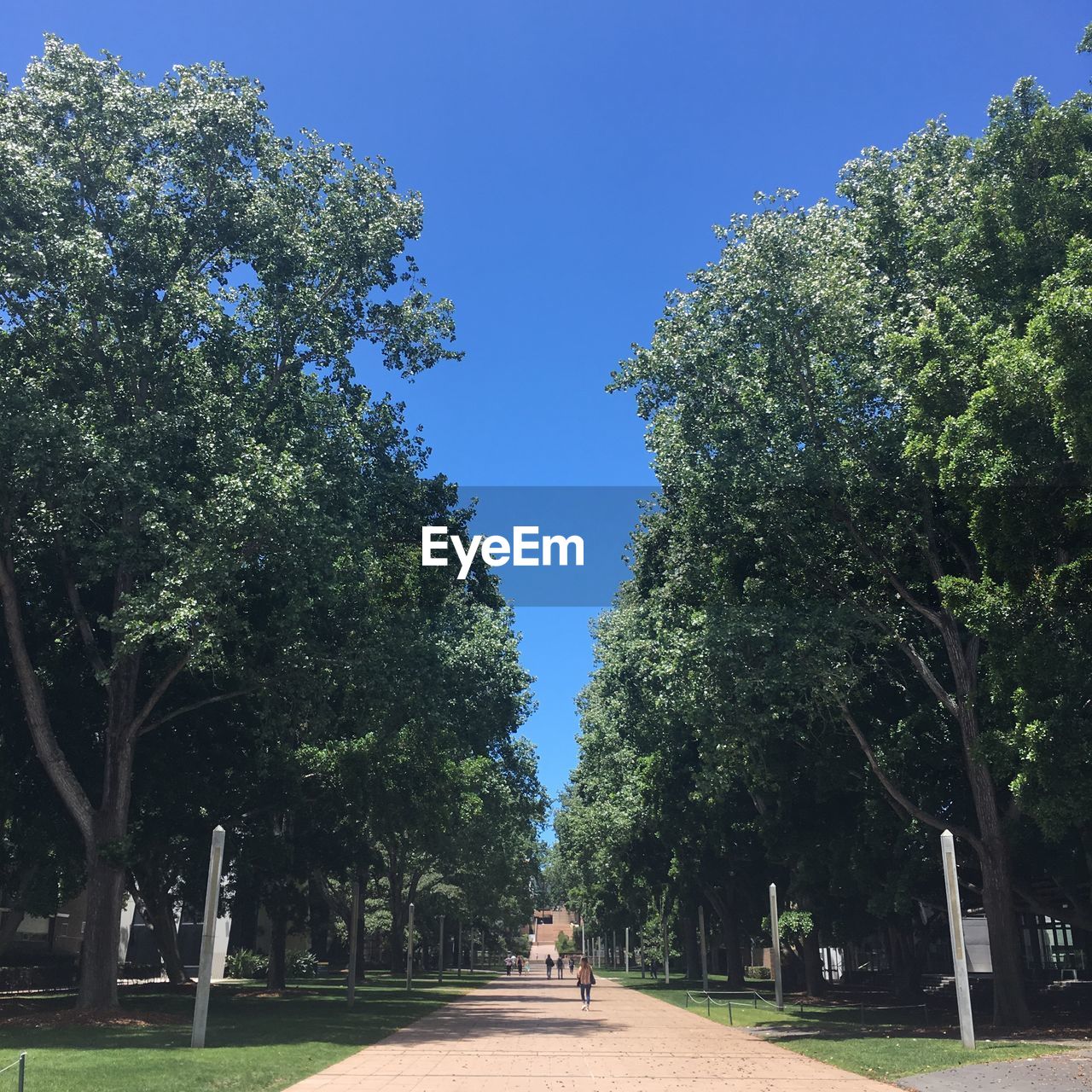 Trees in park against blue sky