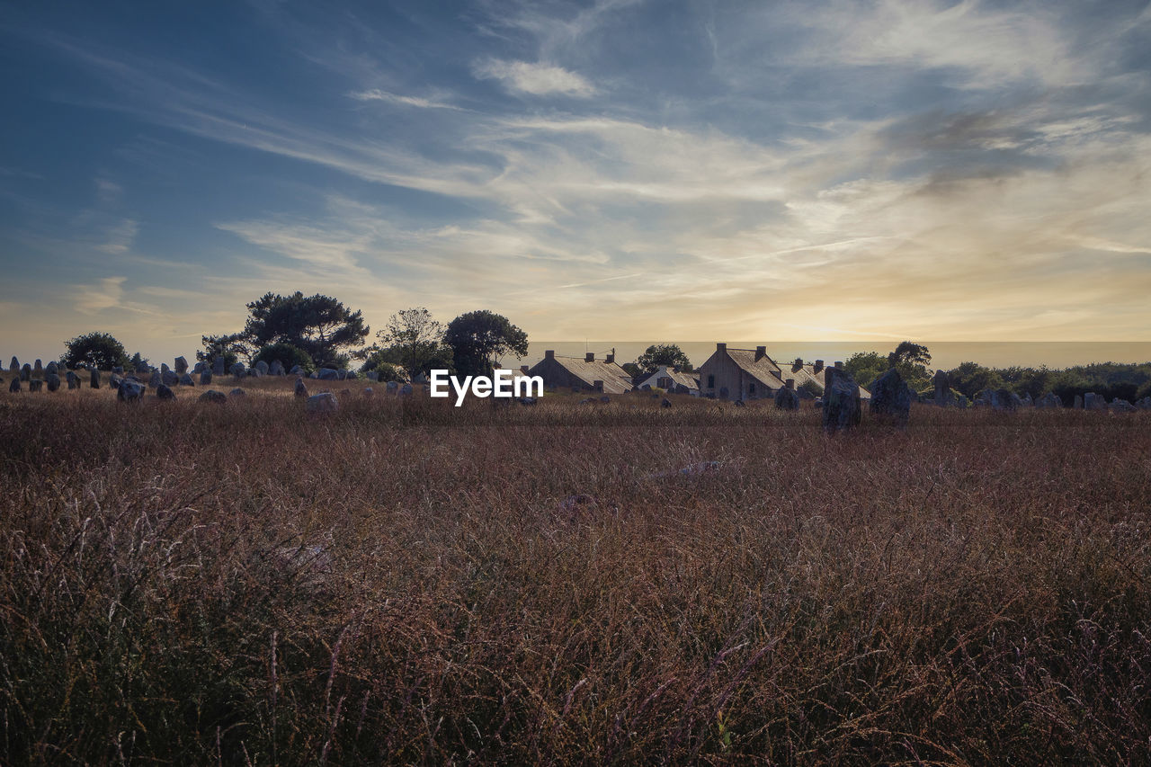 nature, sky, landscape, plant, horizon, environment, morning, land, grass, field, cloud, tree, dawn, scenics - nature, plain, agriculture, beauty in nature, prairie, sunrise, rural scene, natural environment, sunlight, no people, rural area, tranquility, grassland, sun, crop, food, hill, outdoors, growth, steppe, twilight, tranquil scene, cereal plant, autumn, food and drink, savanna, wilderness, non-urban scene, farm, summer, meadow, gold, blue