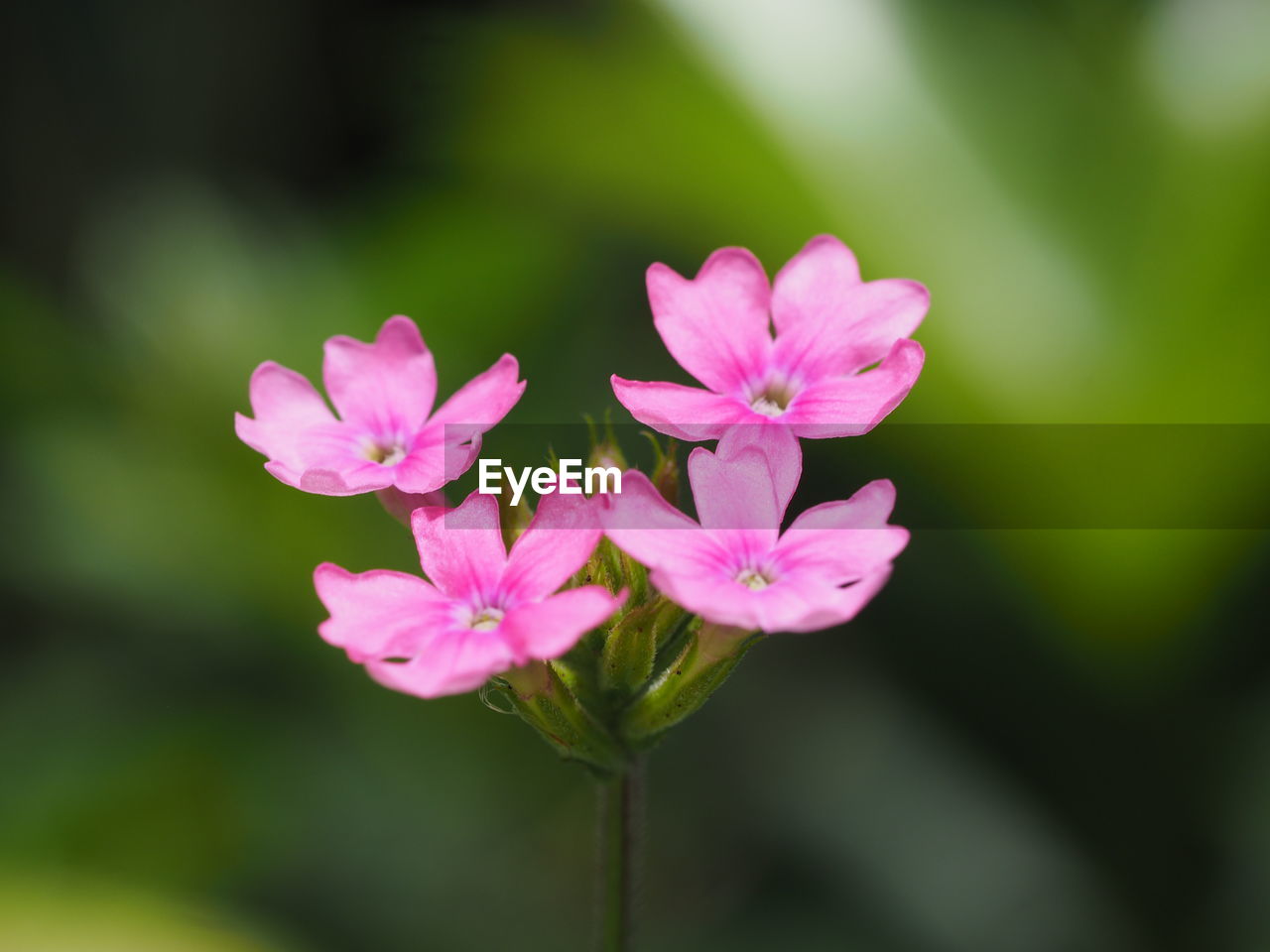 CLOSE-UP OF PINK FLOWER WITH LEAVES