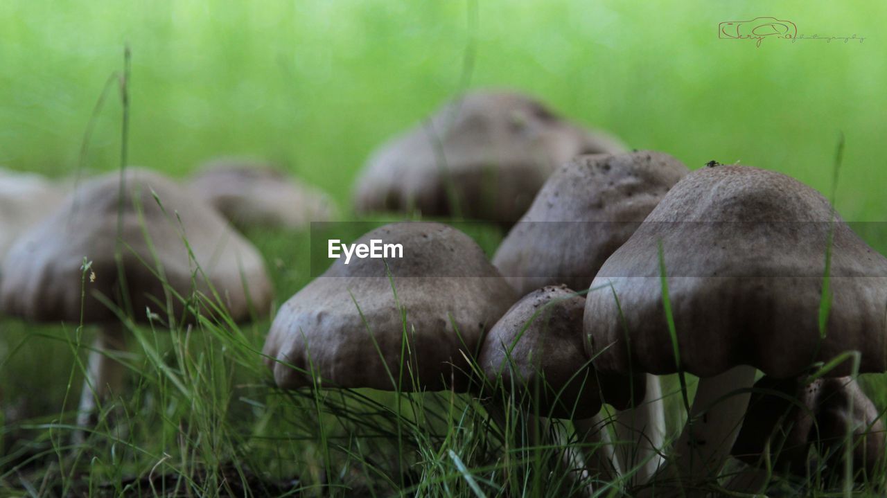 CLOSE-UP OF SHEEP IN GRASS