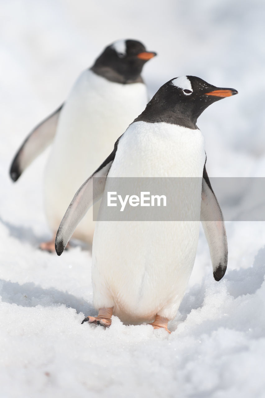 Close-up of penguin on snow