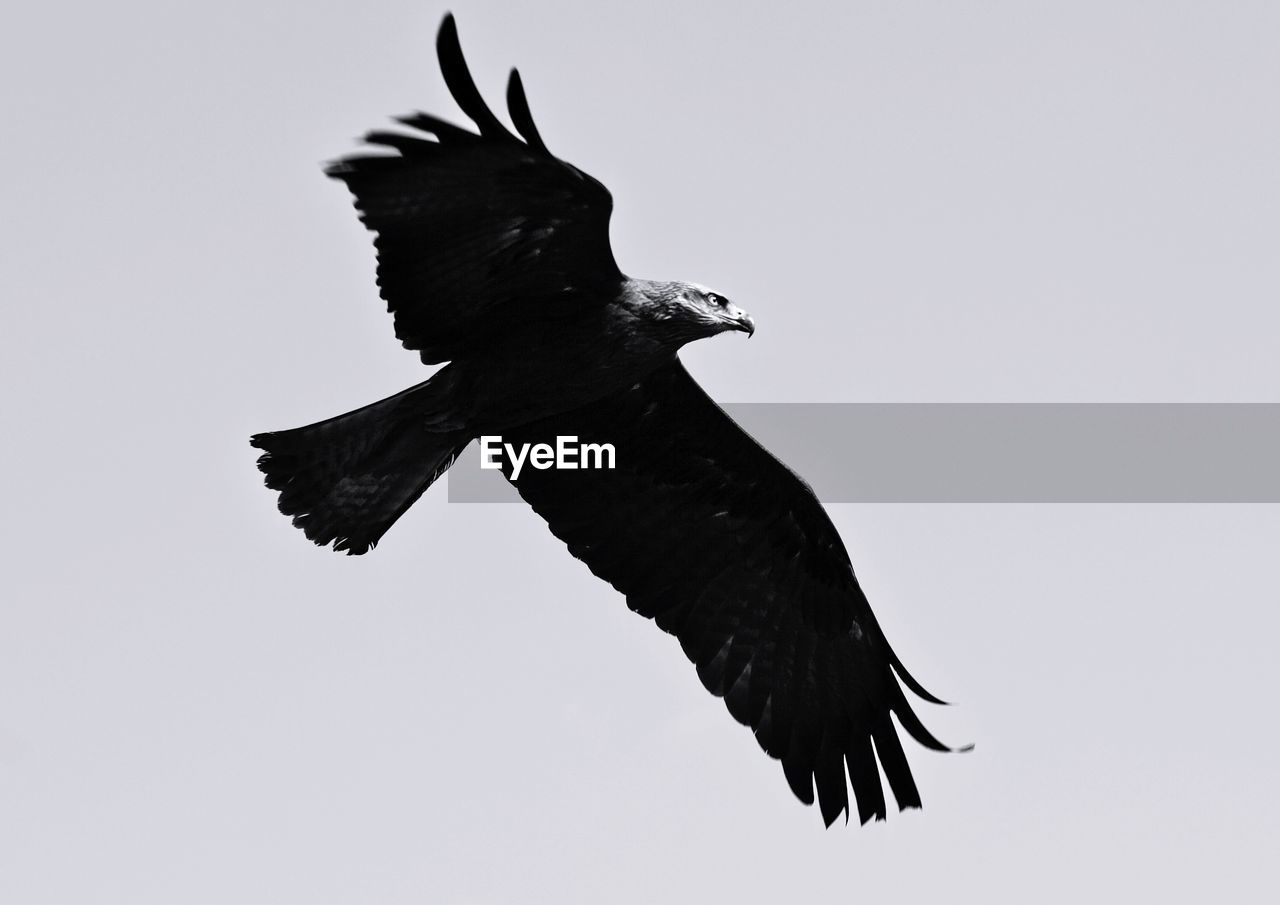 LOW ANGLE VIEW OF EAGLE FLYING