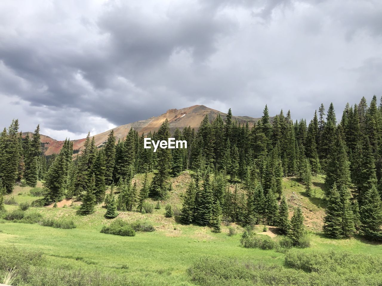 Landscape with trees and mountain in background