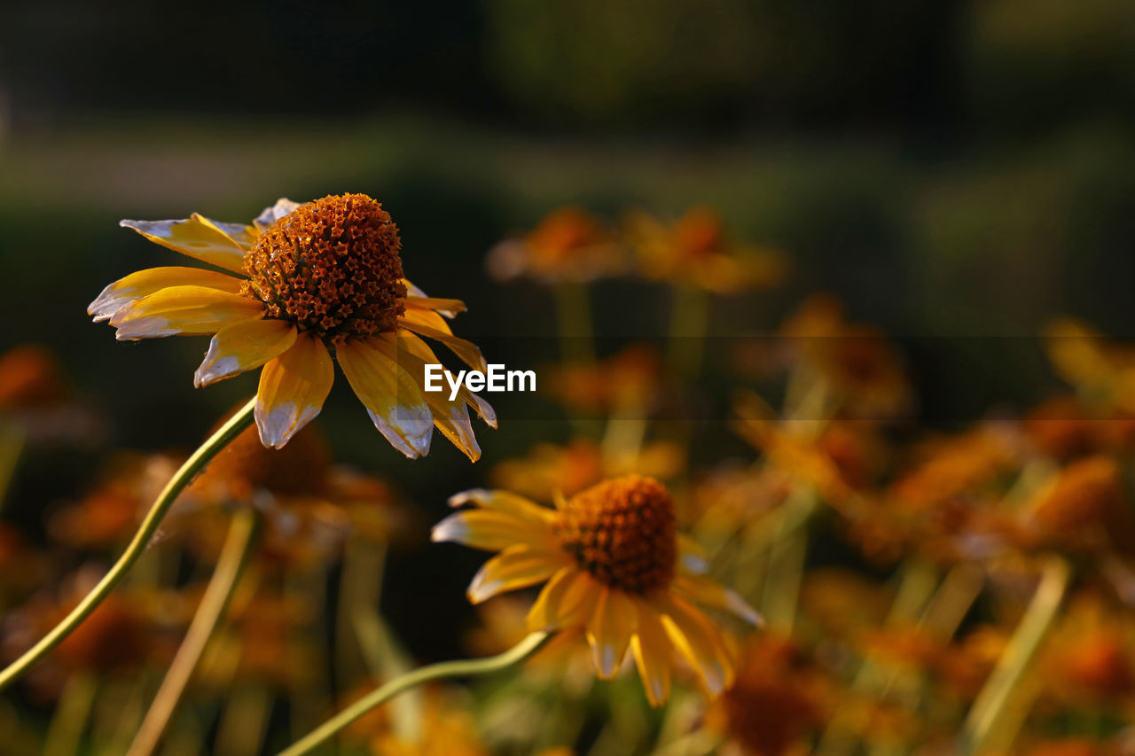 Close-up of coneflowers blooming outdoors