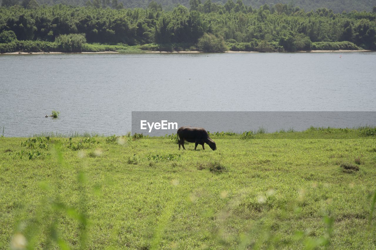 Cow by a river