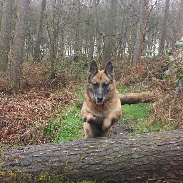 PORTRAIT OF A CAT SITTING ON TREE STUMP