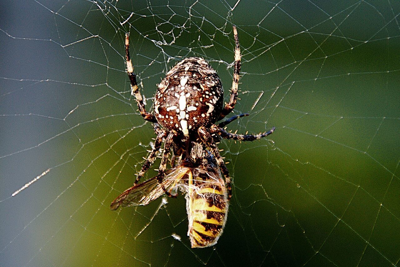 Close-up of spider with dead bee in web