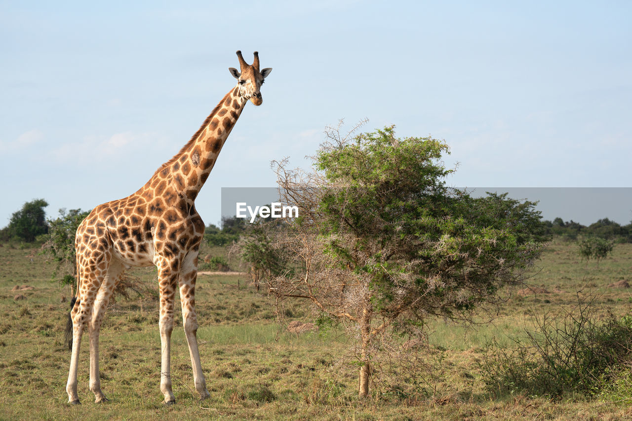 Baringo giraffe,giraffa camelopardalis, murchison falls national park, uganda