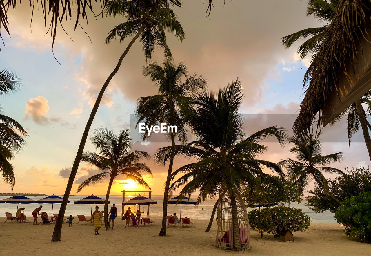 PALM TREES ON BEACH AT SUNSET