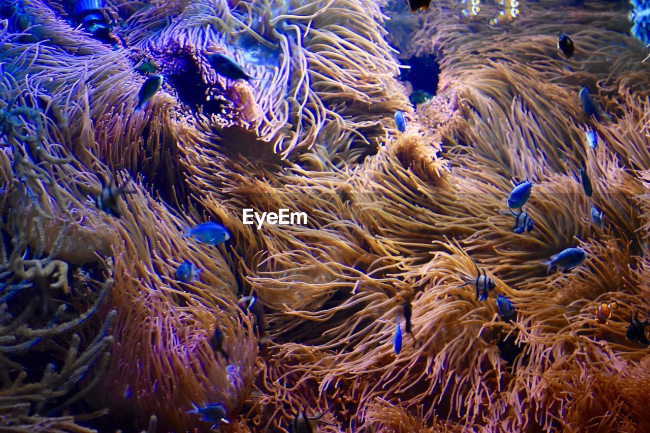 CLOSE-UP OF JELLYFISH IN SEA