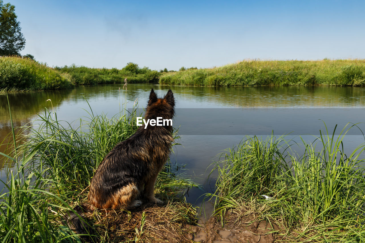 DOG STANDING IN LAKE
