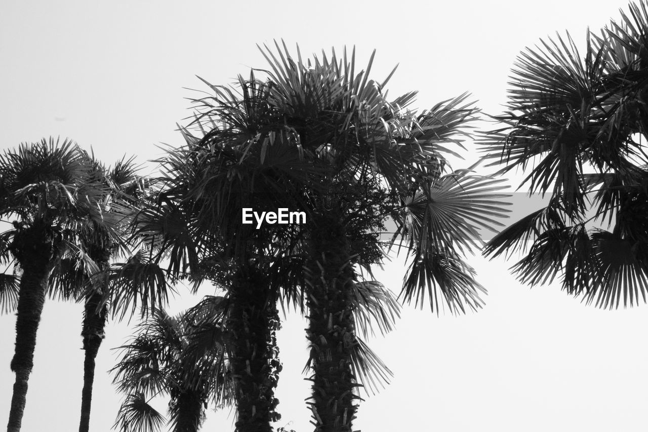 LOW ANGLE VIEW OF PALM TREES AGAINST CLEAR SKY