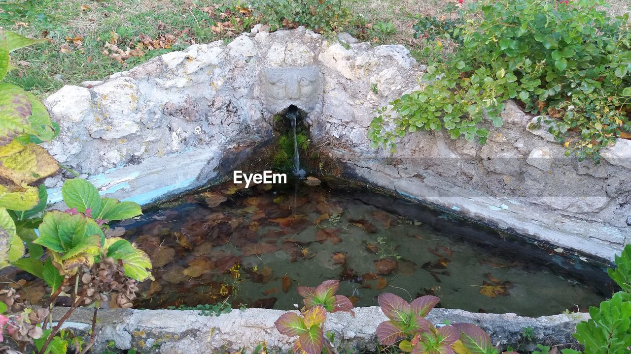 LOW SECTION OF PERSON WITH HORSE IN PUDDLE AT PARK